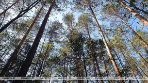 Запреты и ограничения на посещение лесов введены в 79 районах Беларуси